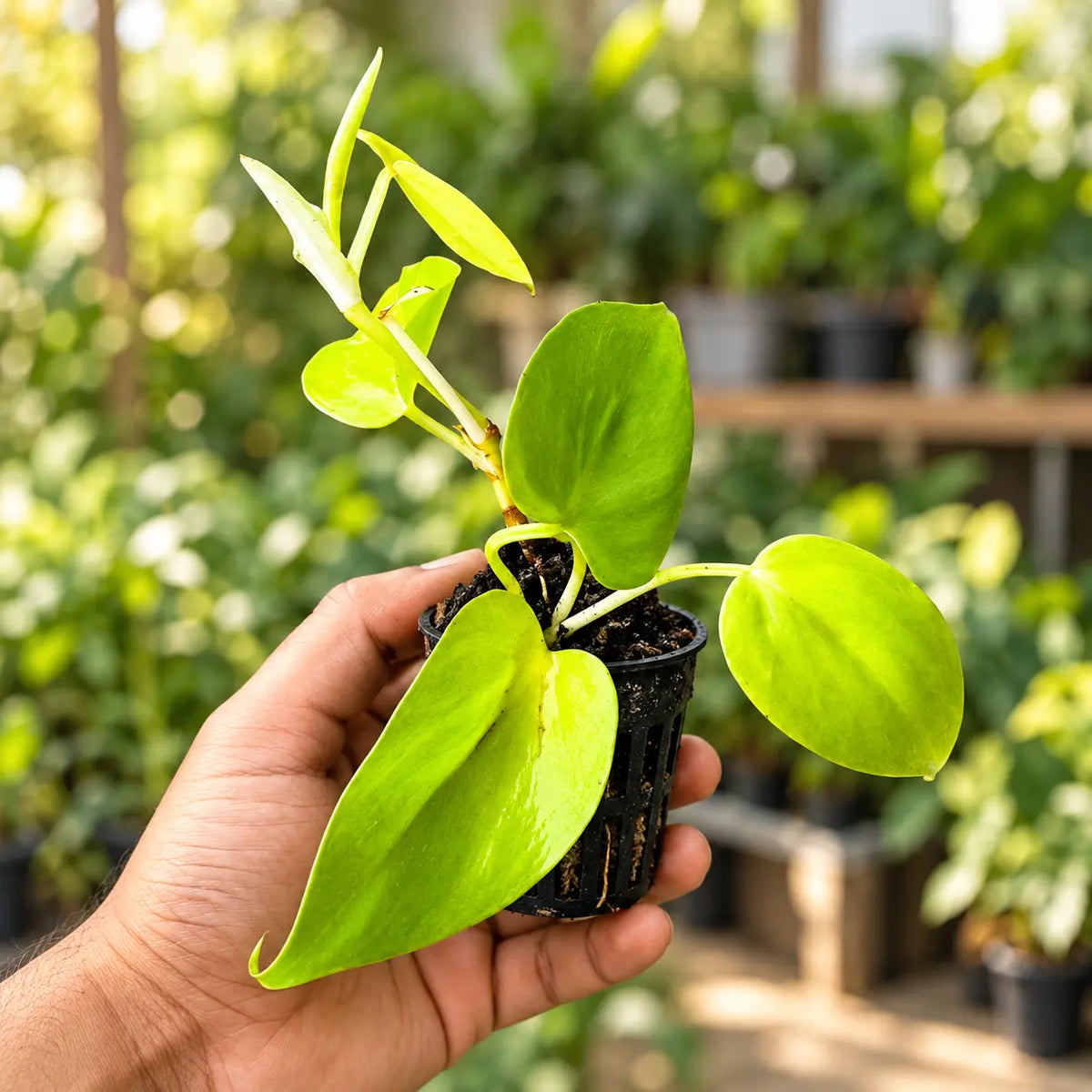 Golden Philodendron Oxy Cardium with heart-shaped leaves