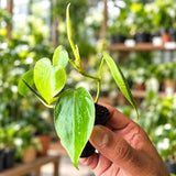 Philodendron Oxy Cardium -  Green